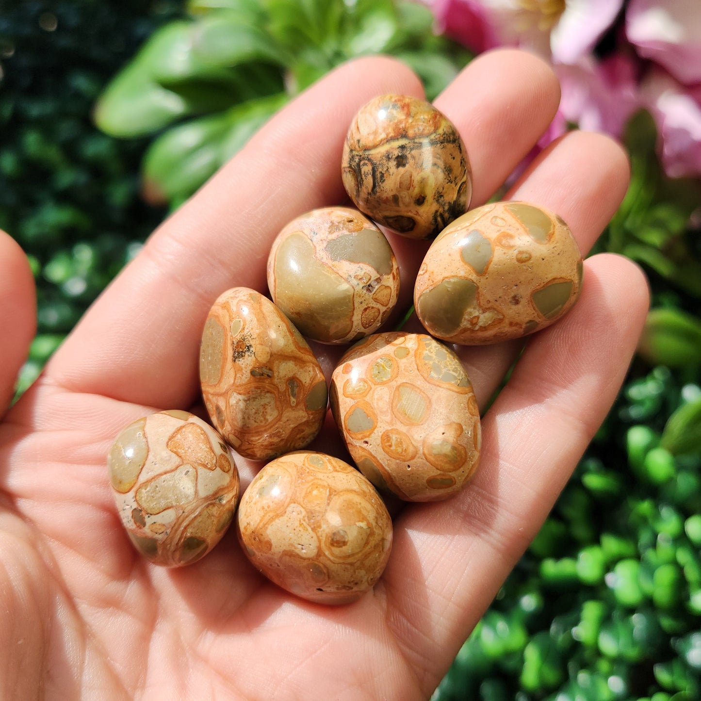 Leopardite Jasper