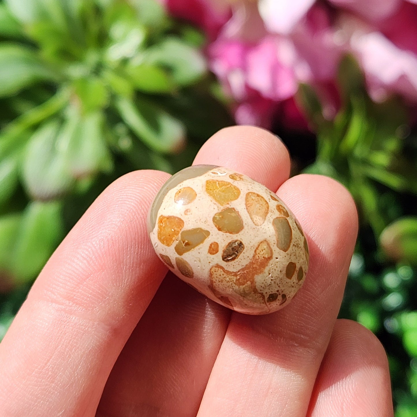 Leopardite Jasper