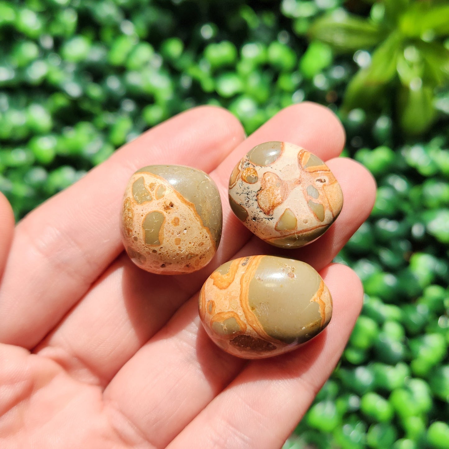 Leopardite Jasper