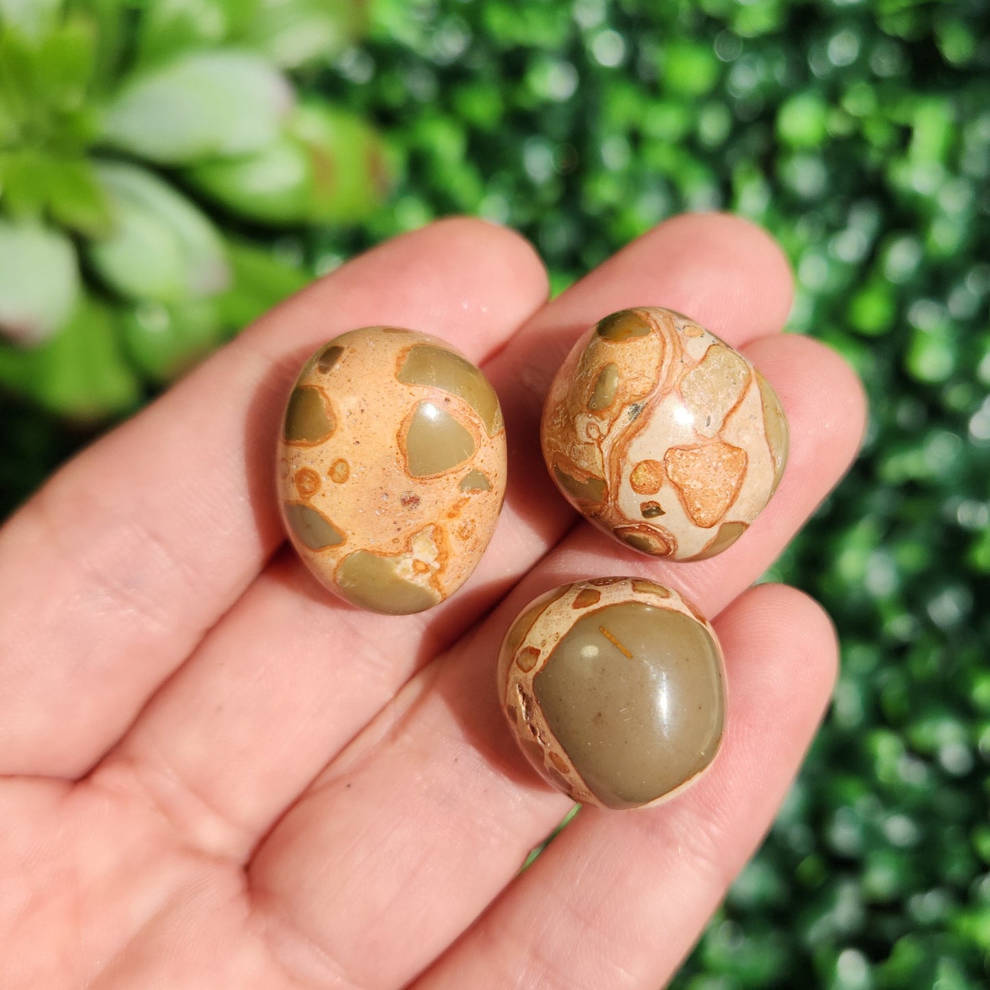 Leopardite Jasper