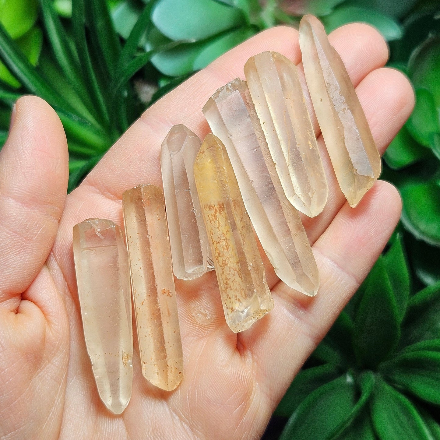 Frosted Golden Lemurian