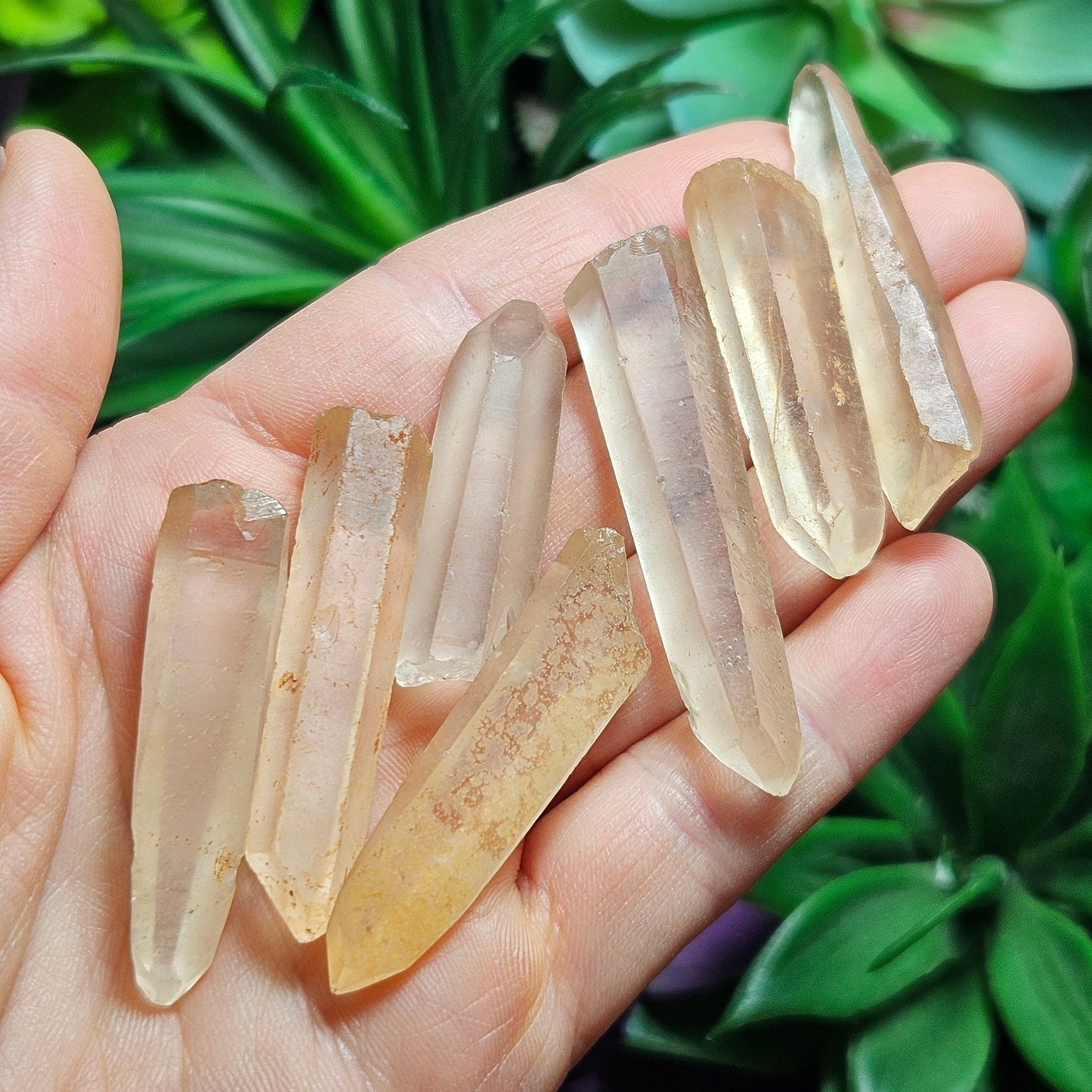 Frosted Golden Lemurian