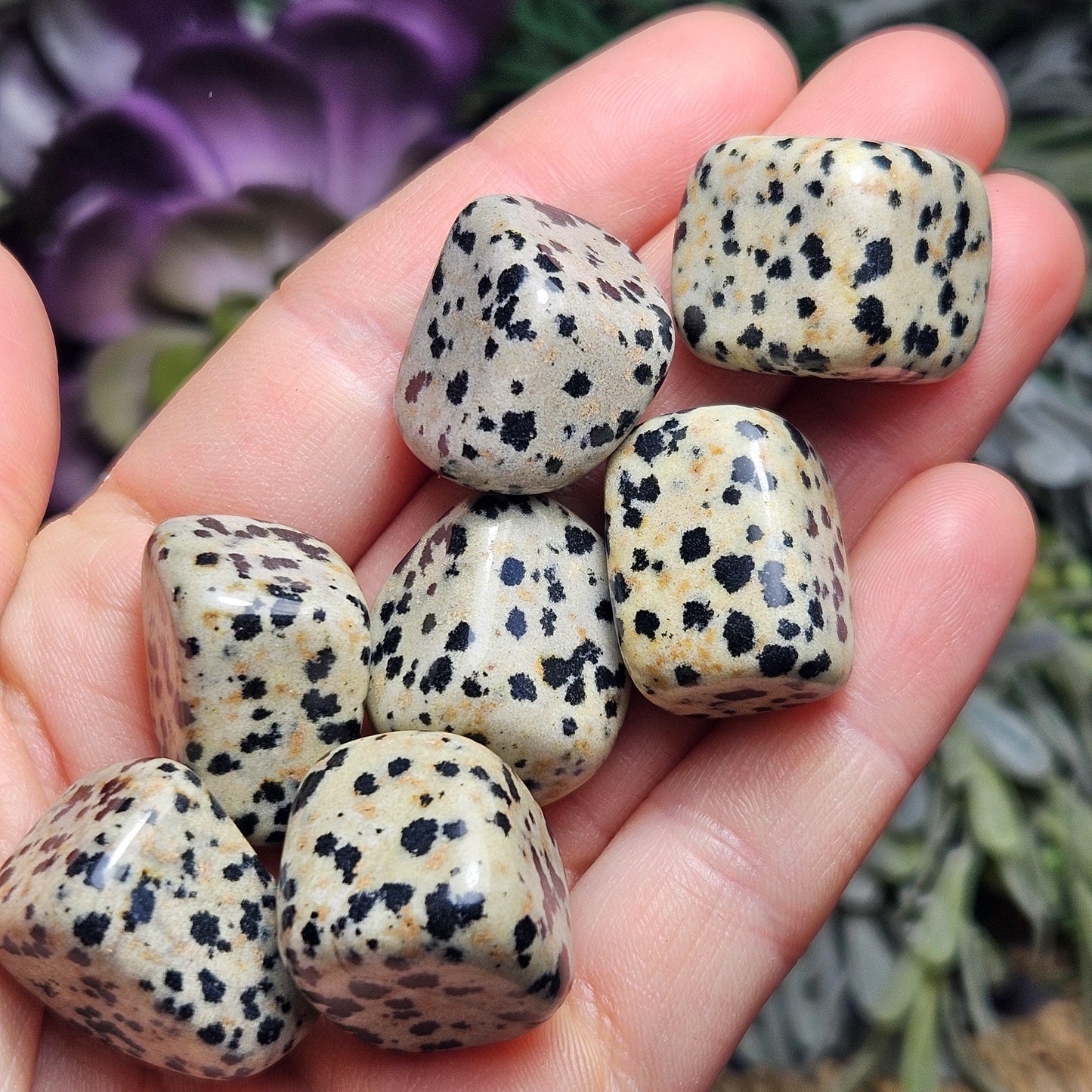 Dalmatian Jasper Stone