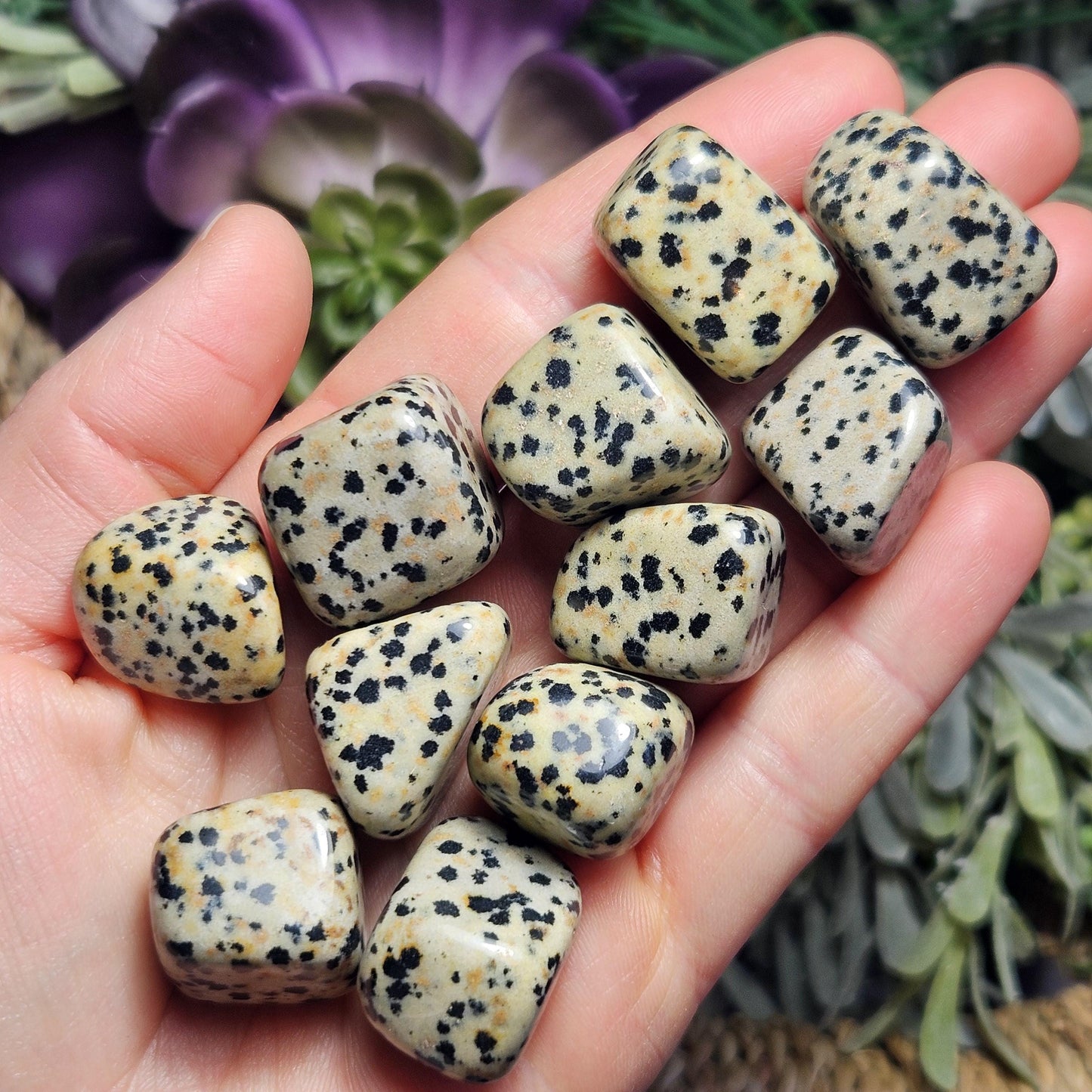 Dalmatian Jasper Stone