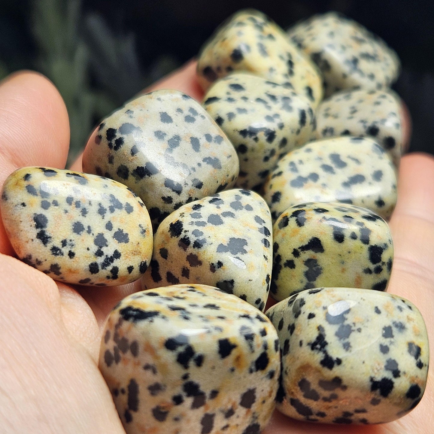 Dalmatian Jasper Stone
