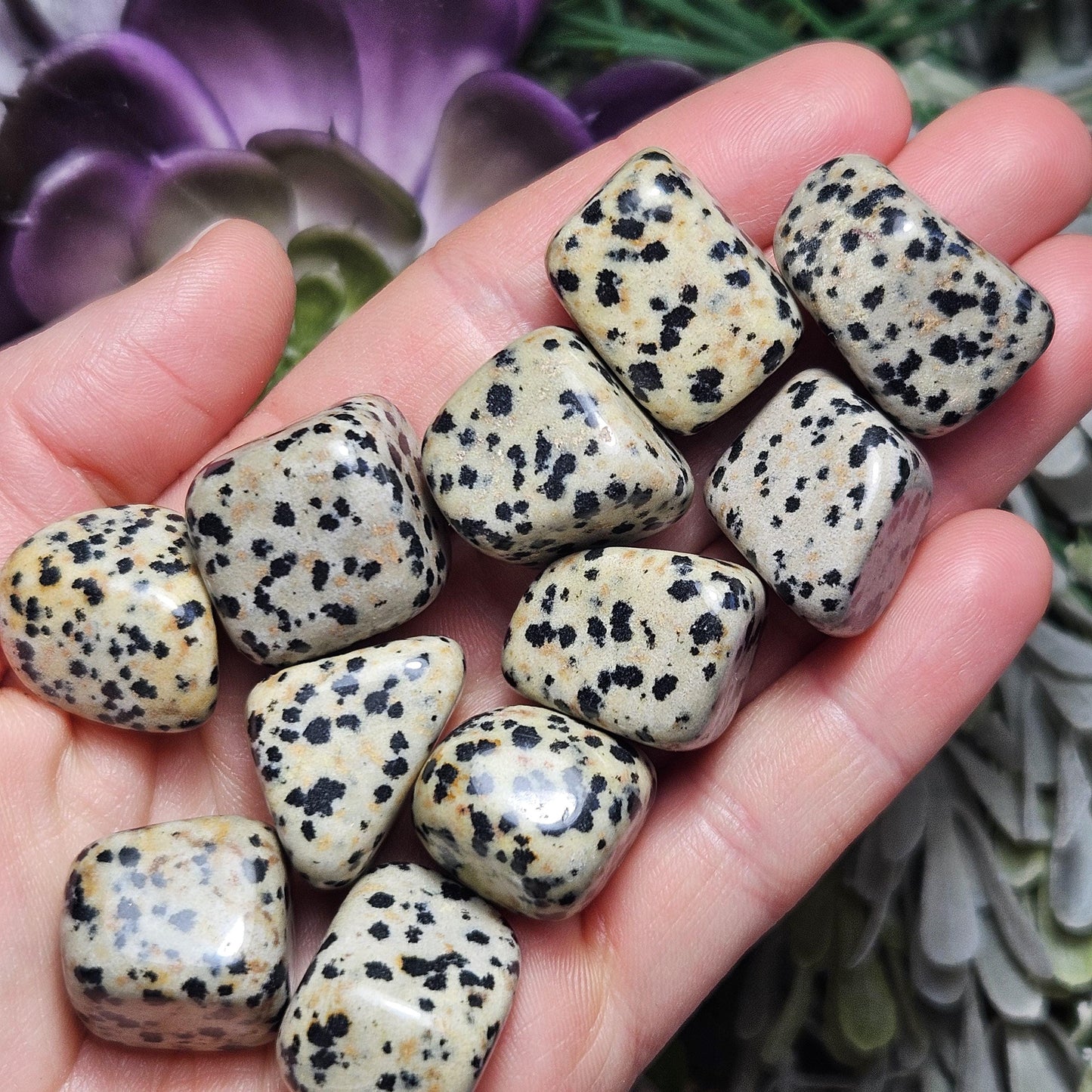 Dalmatian Jasper Stone