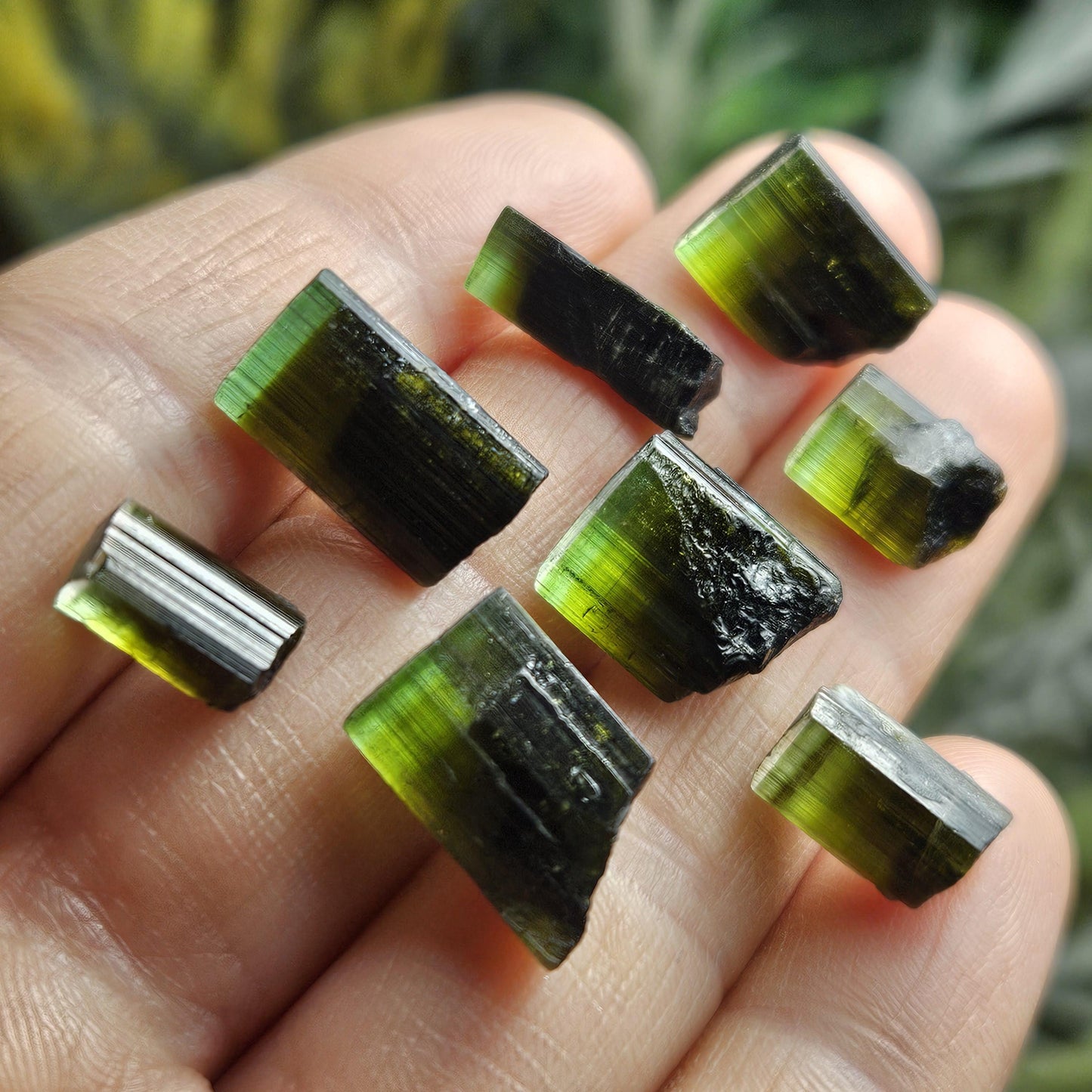 Bicolor Green Tourmaline Crystal