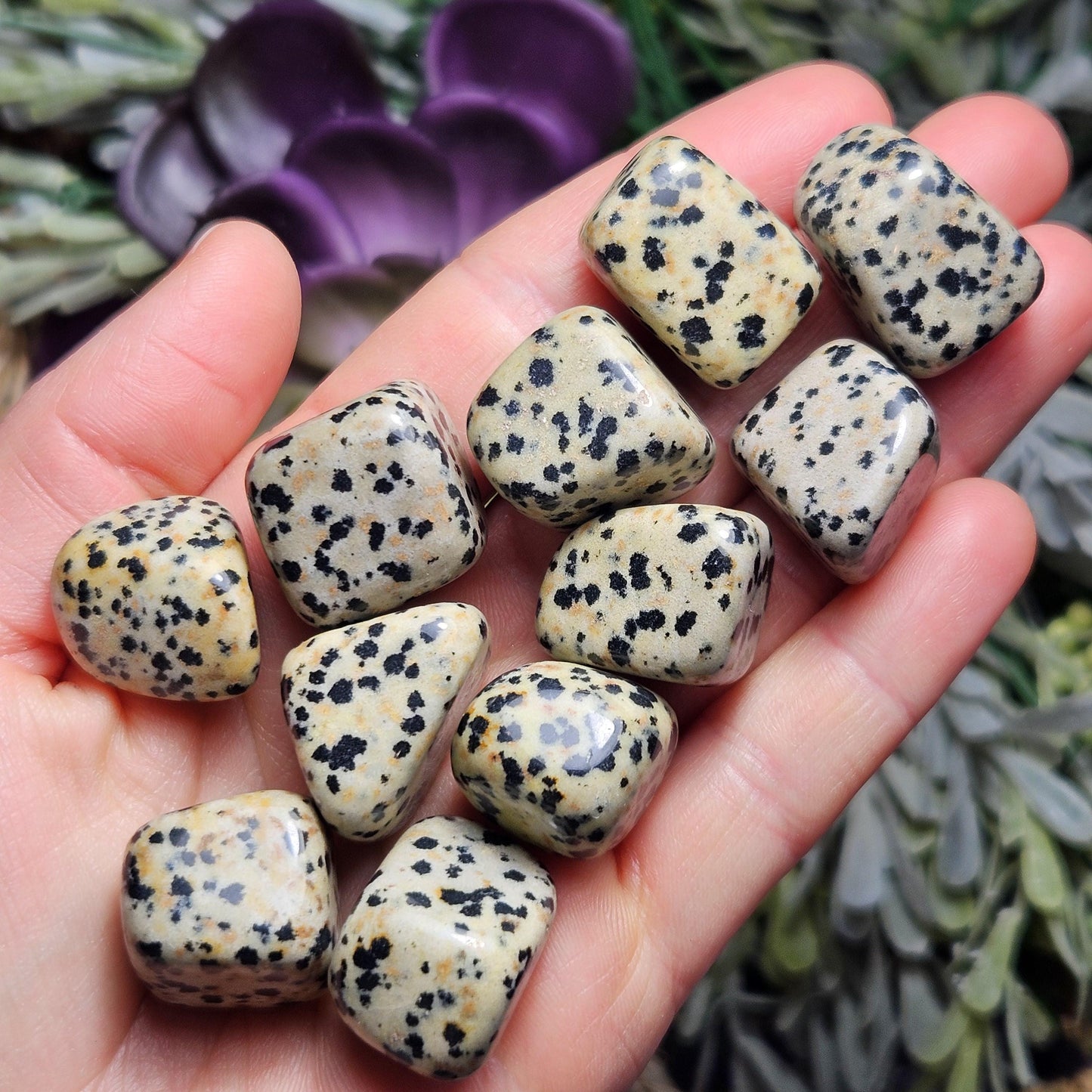 Dalmatian Jasper Stone