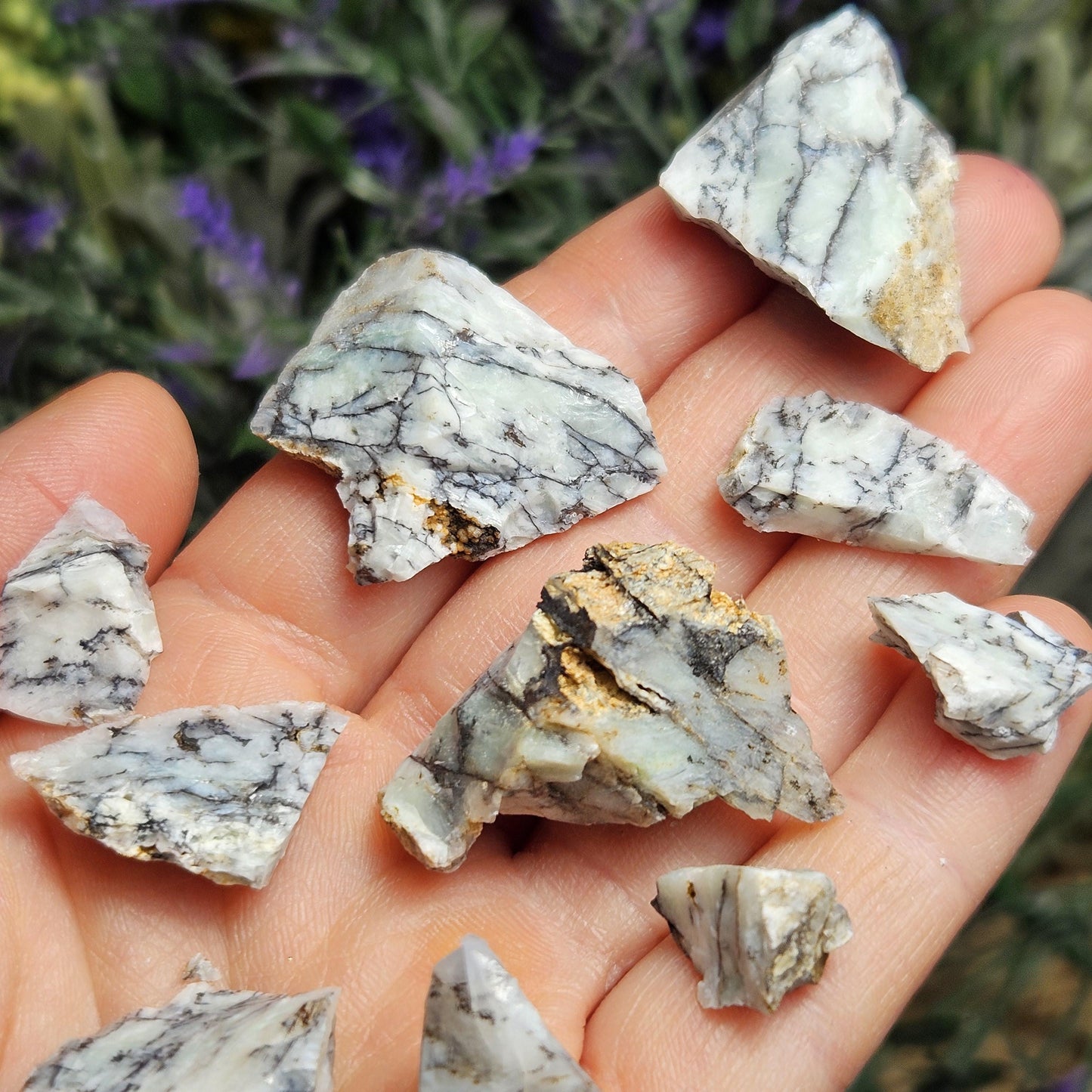 RARE Mount Shasta Opal Specimen