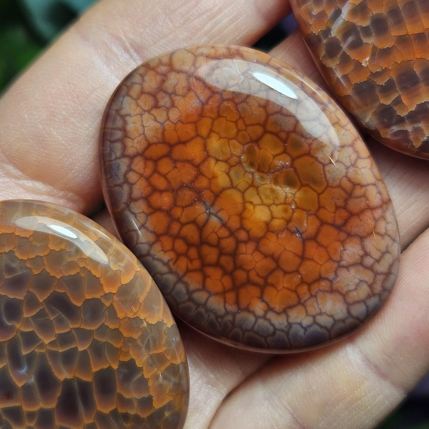 Snakeskin Agate
