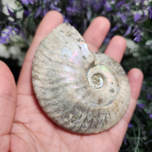 Ammonite Fossil