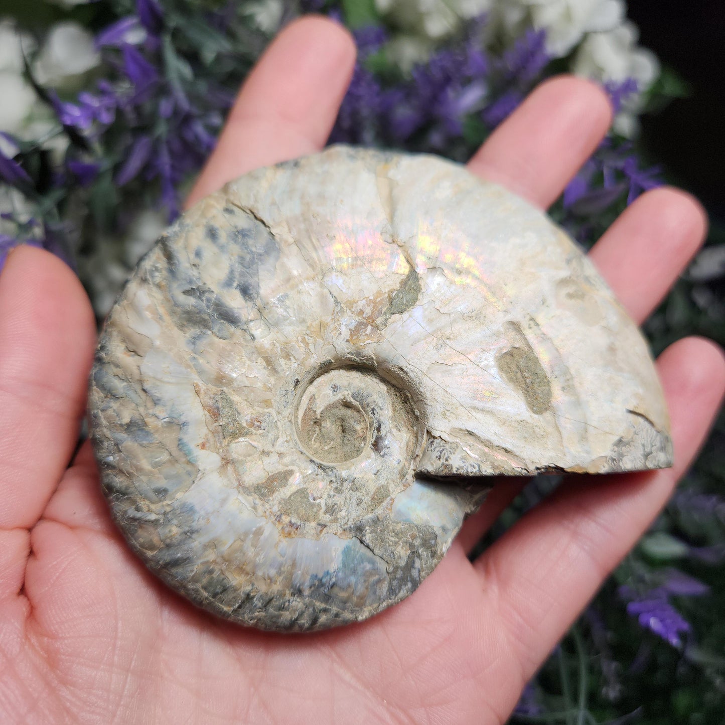 Ammonite Fossil