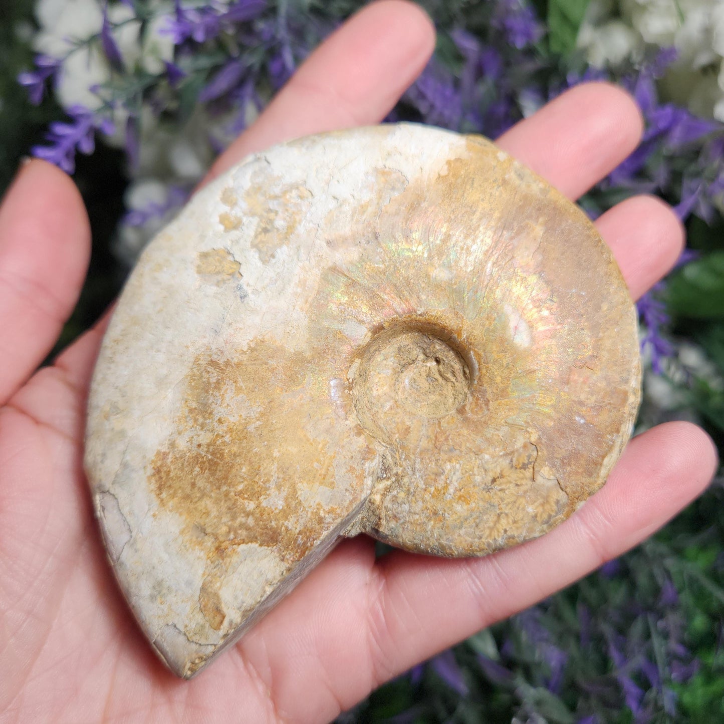 Ammonite Fossil