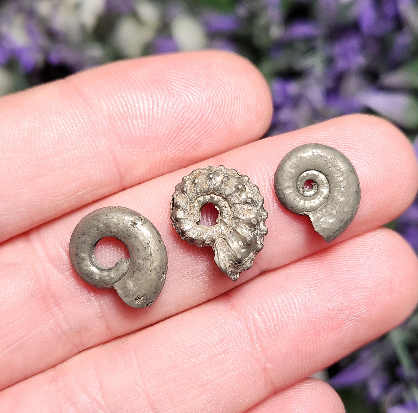 Pyrite Ammonite