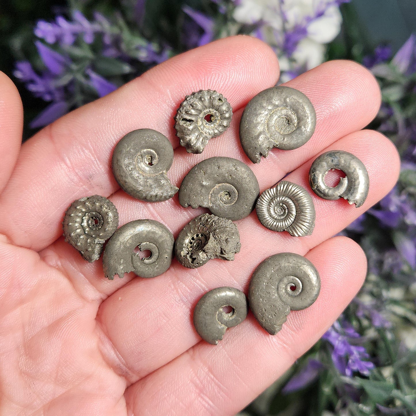 Pyrite Ammonite
