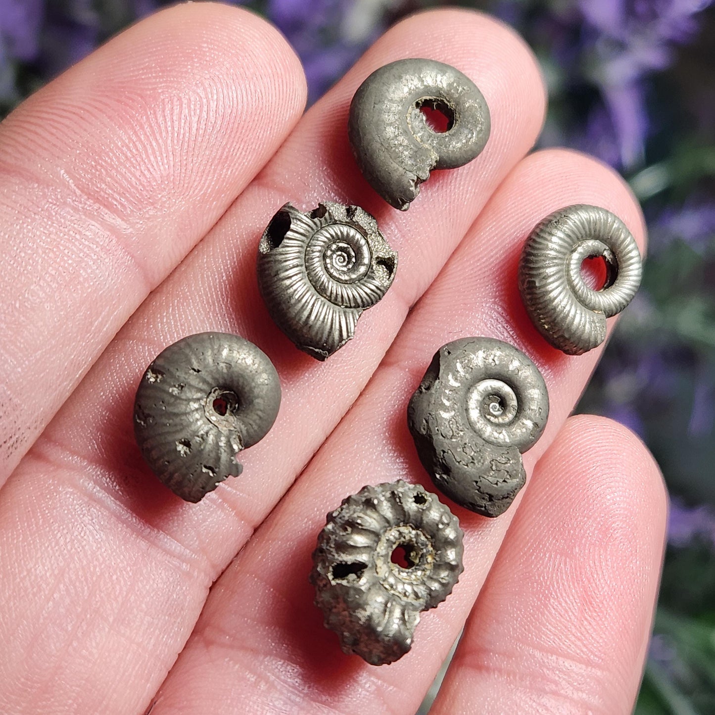 Pyrite Ammonite