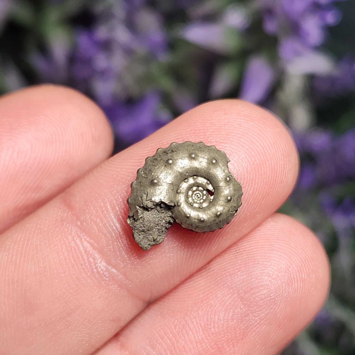 Pyrite Ammonite