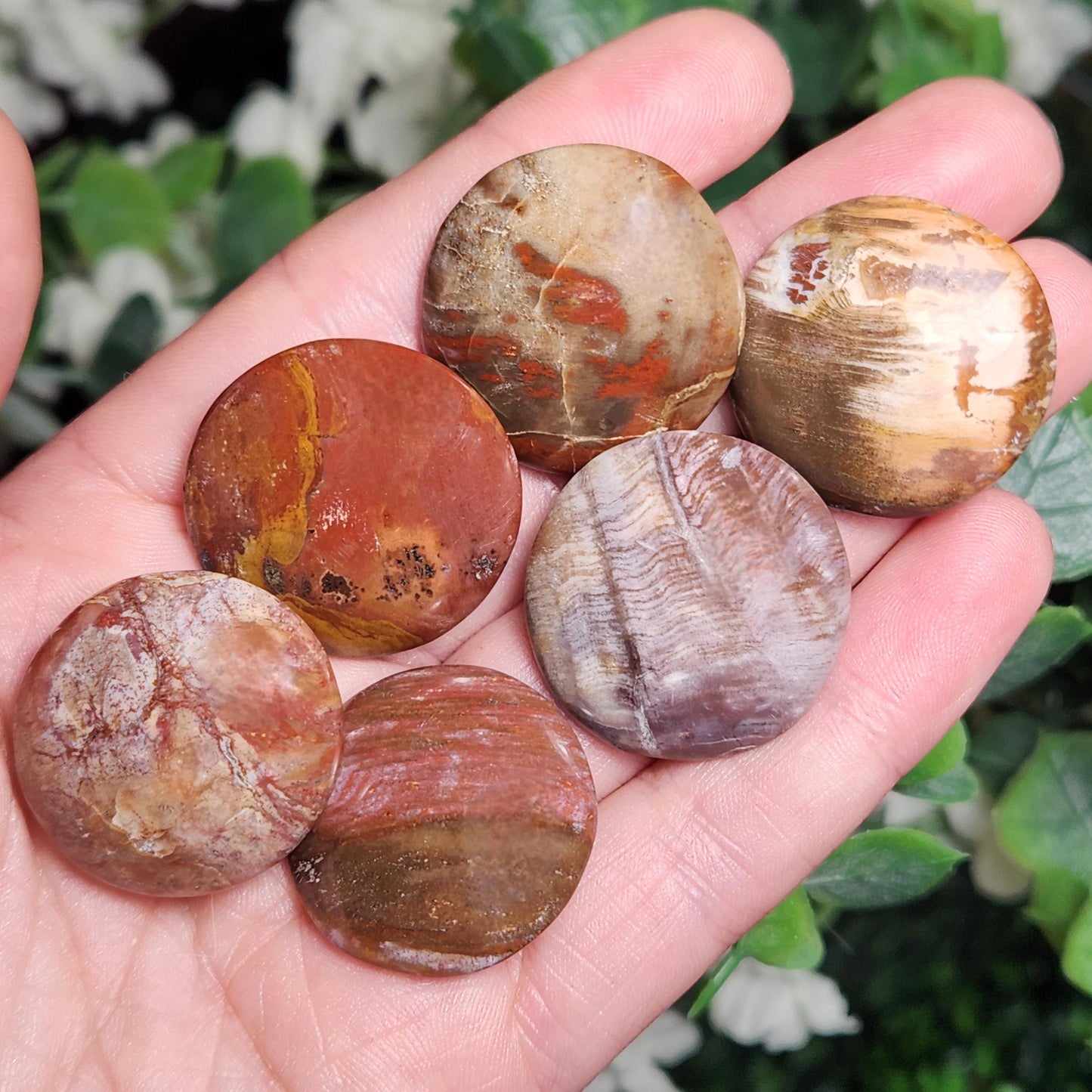 Petrified Wood Polished Specimen