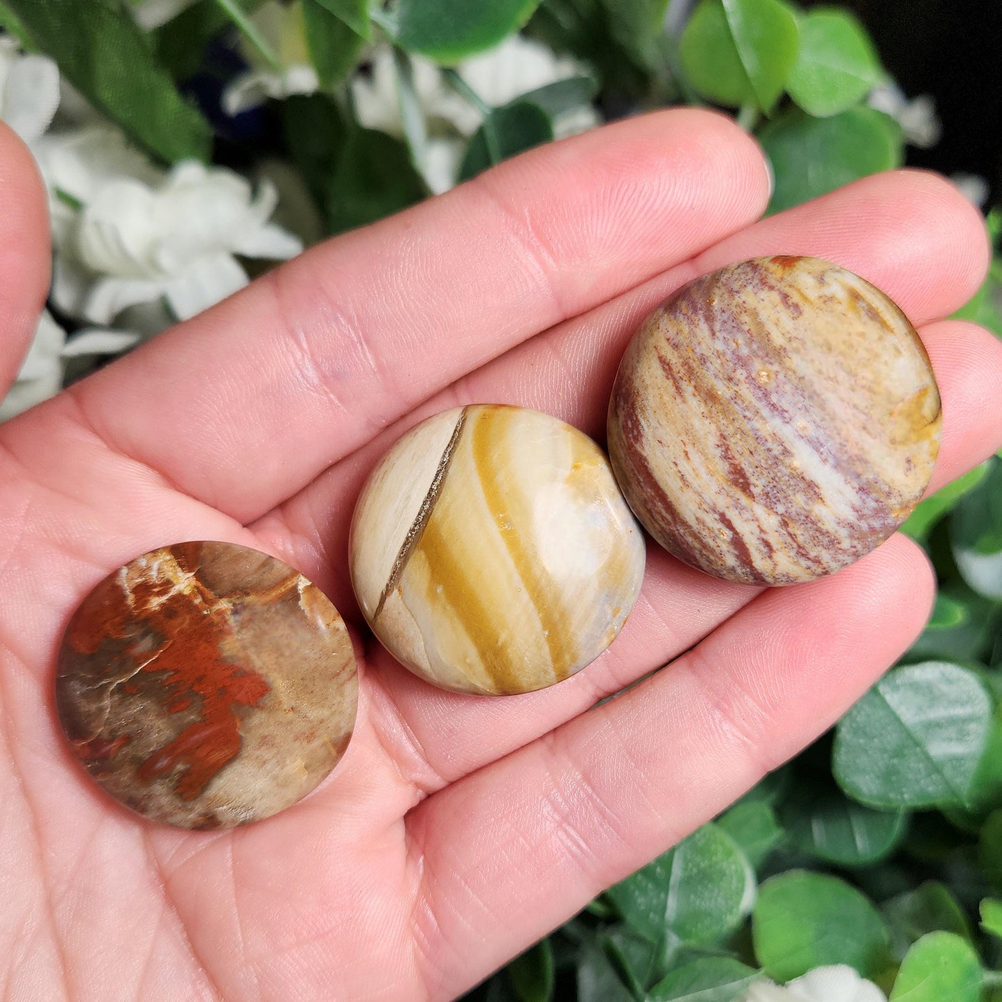 Petrified Wood Polished Specimen