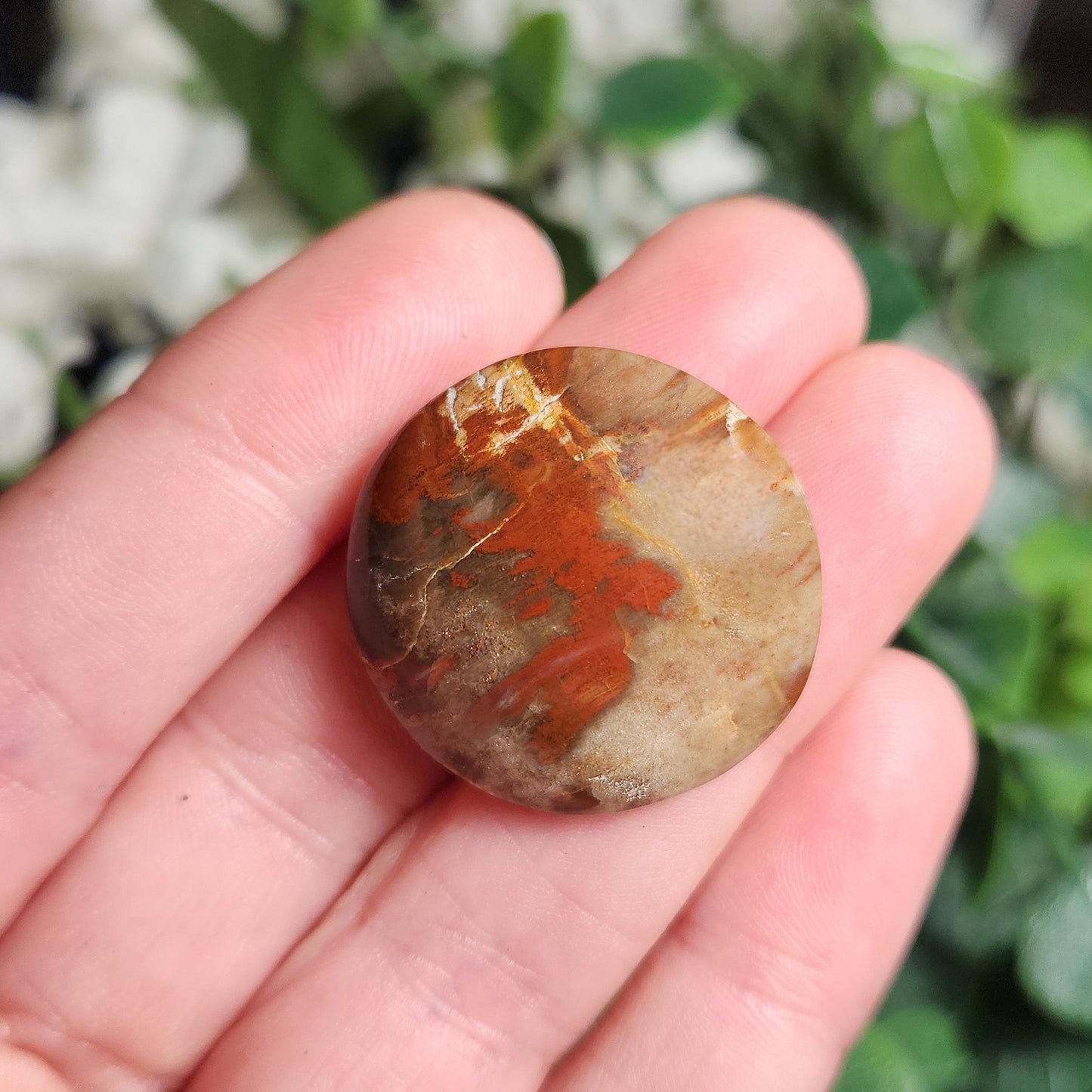 Petrified Wood Polished Specimen