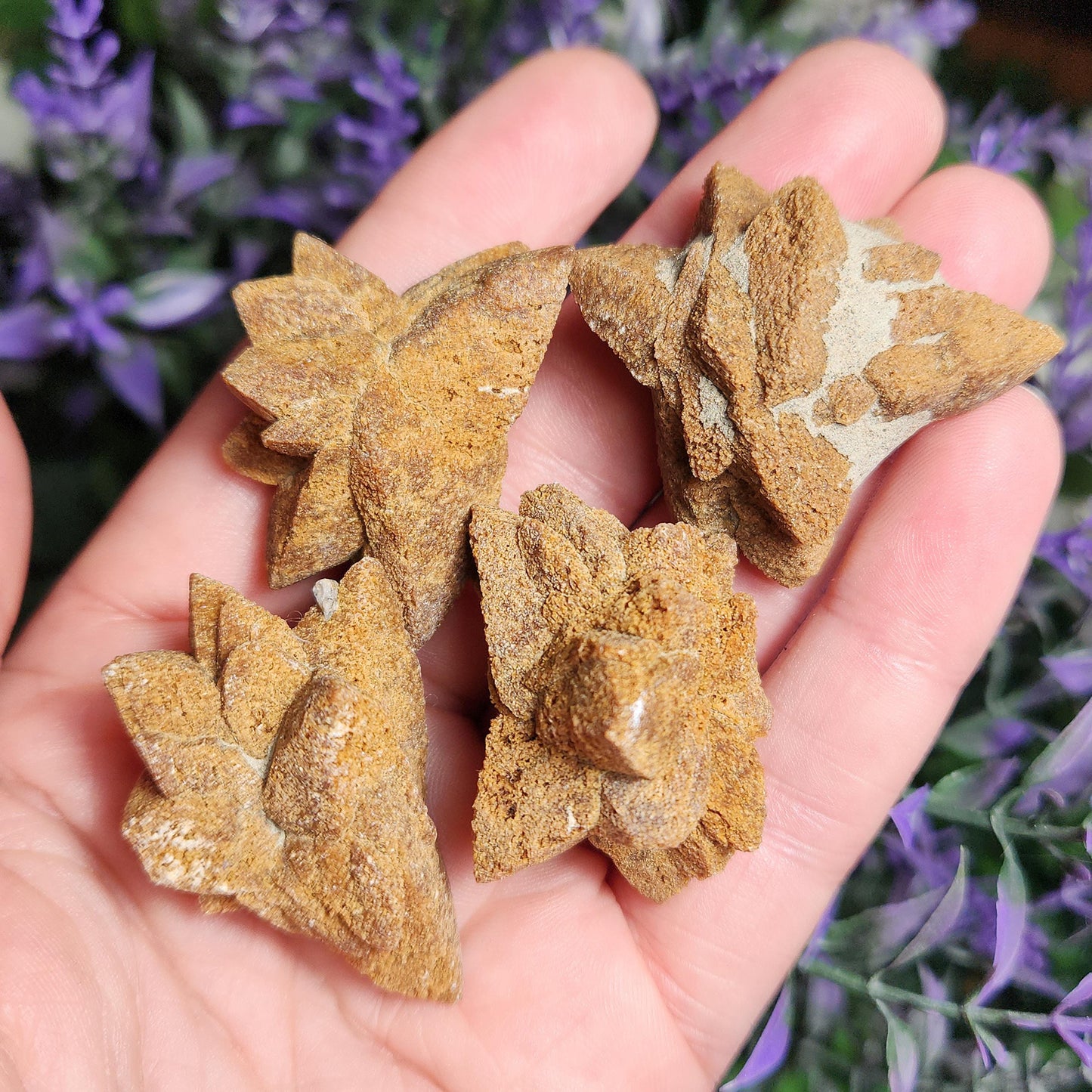 Glendonite Star