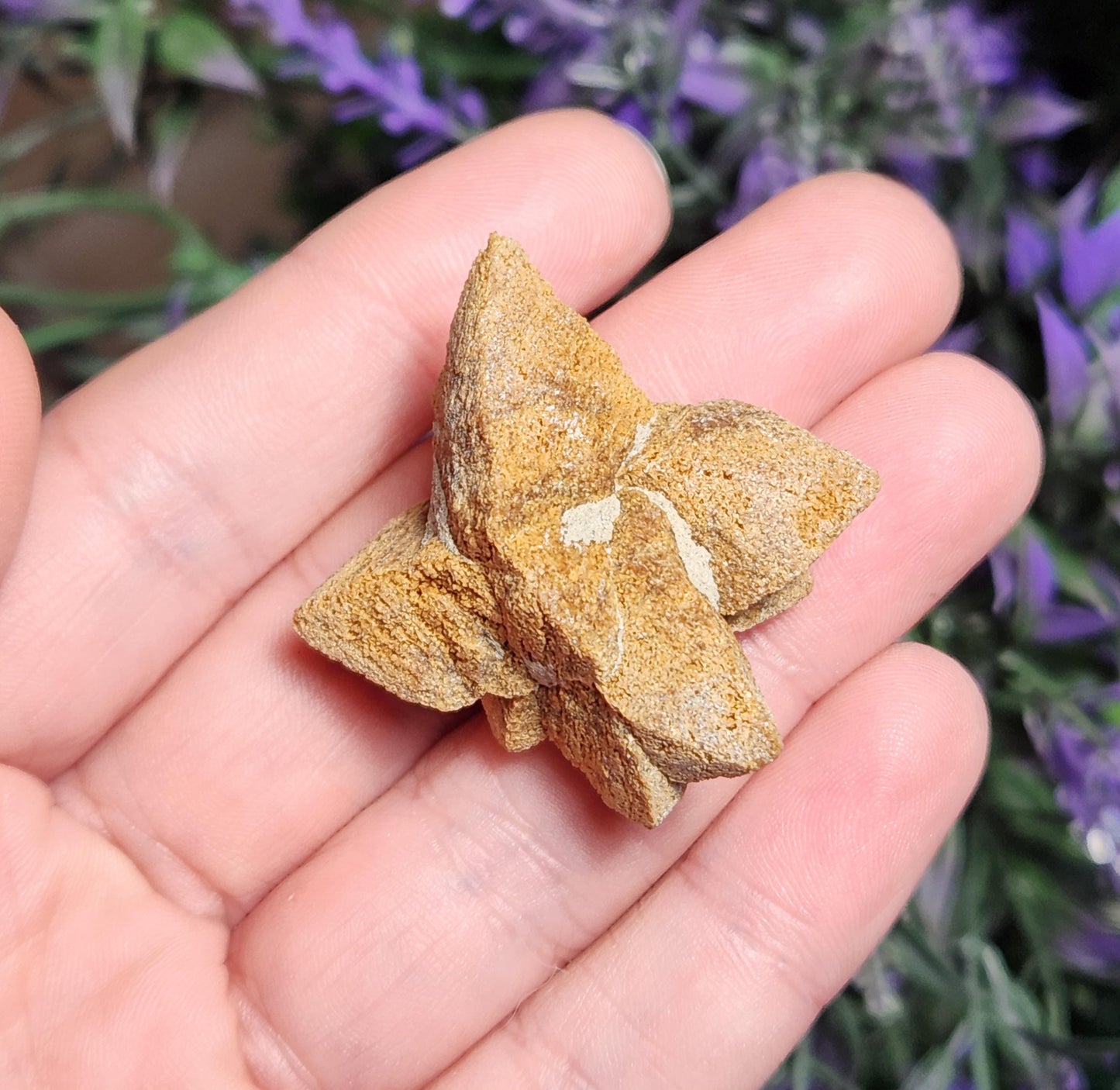 Glendonite Star