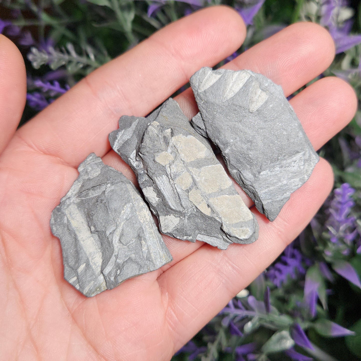 Fossilized Fern in Pennsylvania Shale