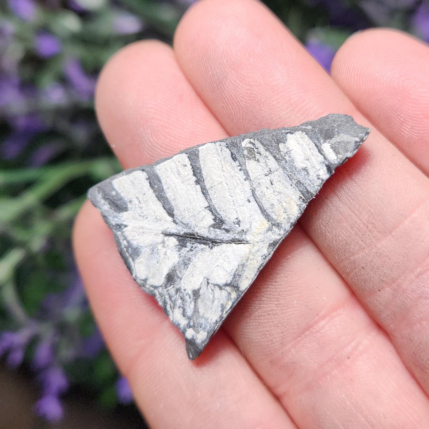 Fossilized Fern
