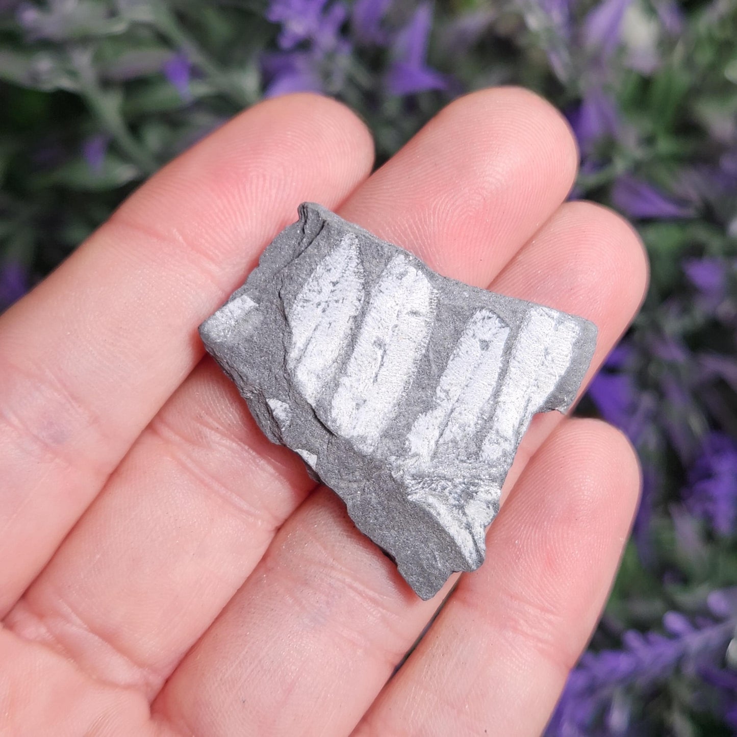 Fossilized Fern