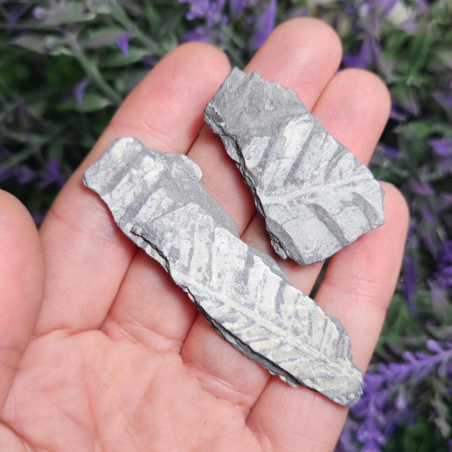 Fossilized Fern