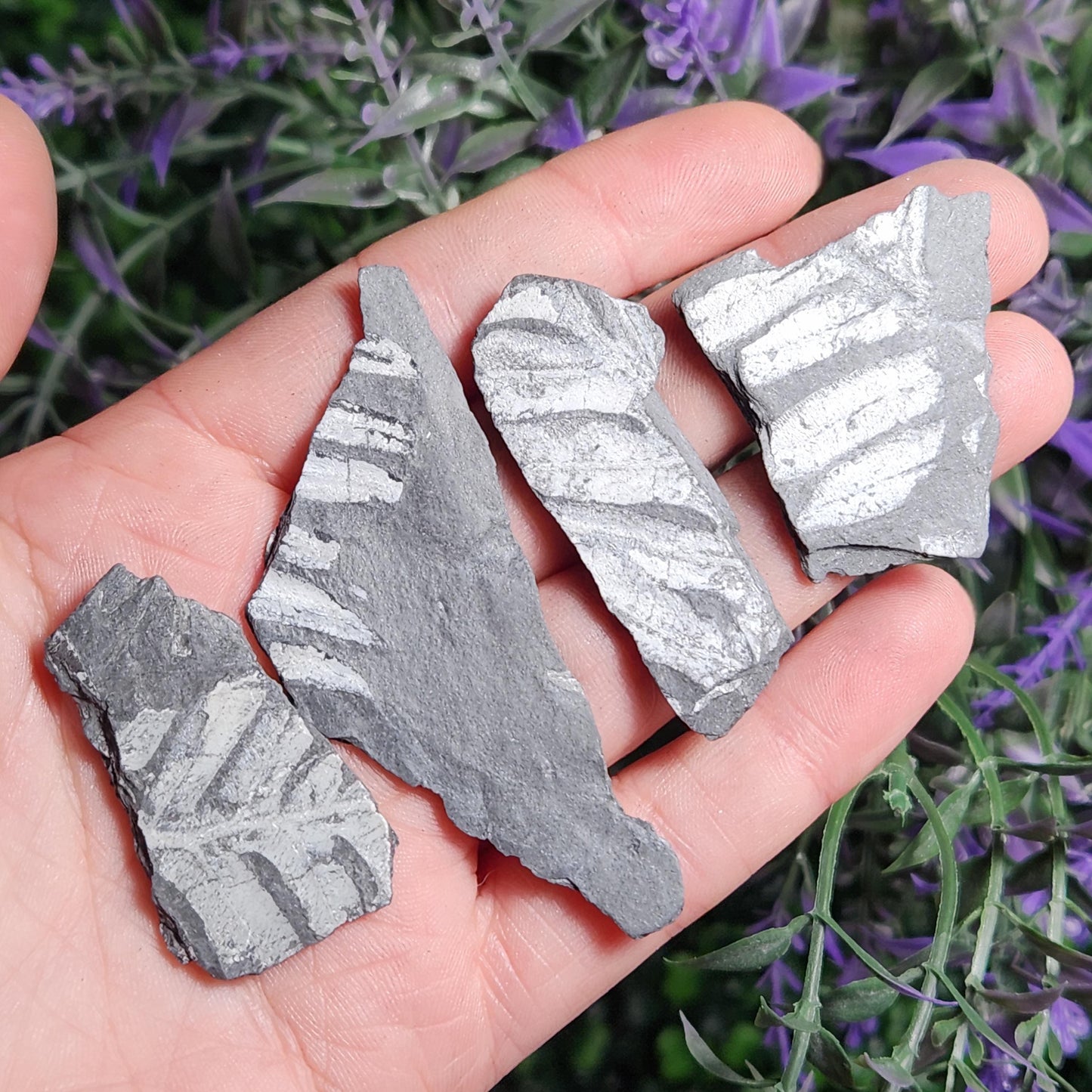 Fossilized Fern