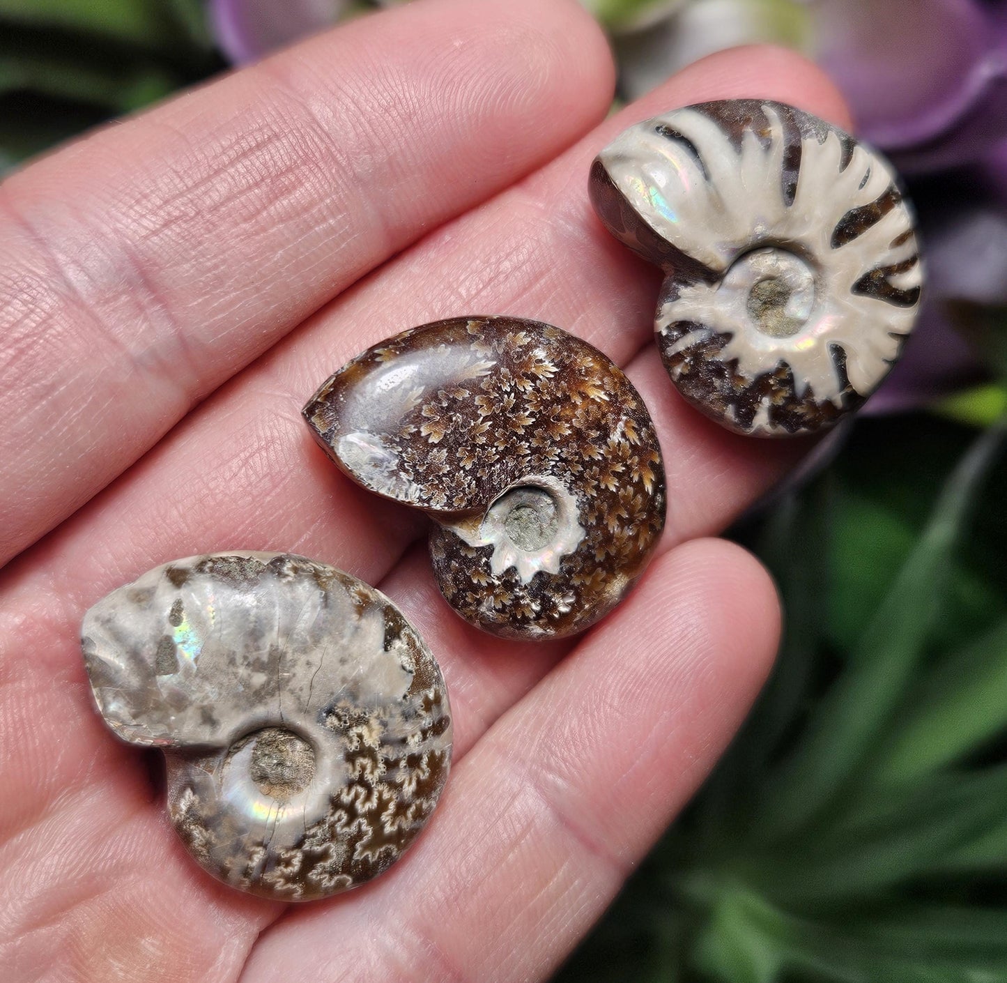 Ammonite Fossil