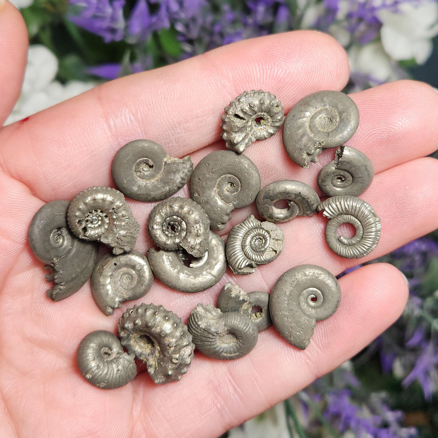 Pyrite Ammonite