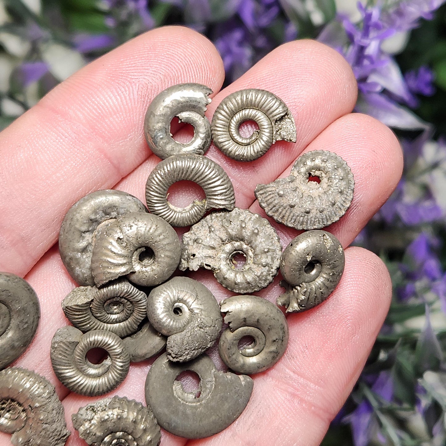 Pyrite Ammonite