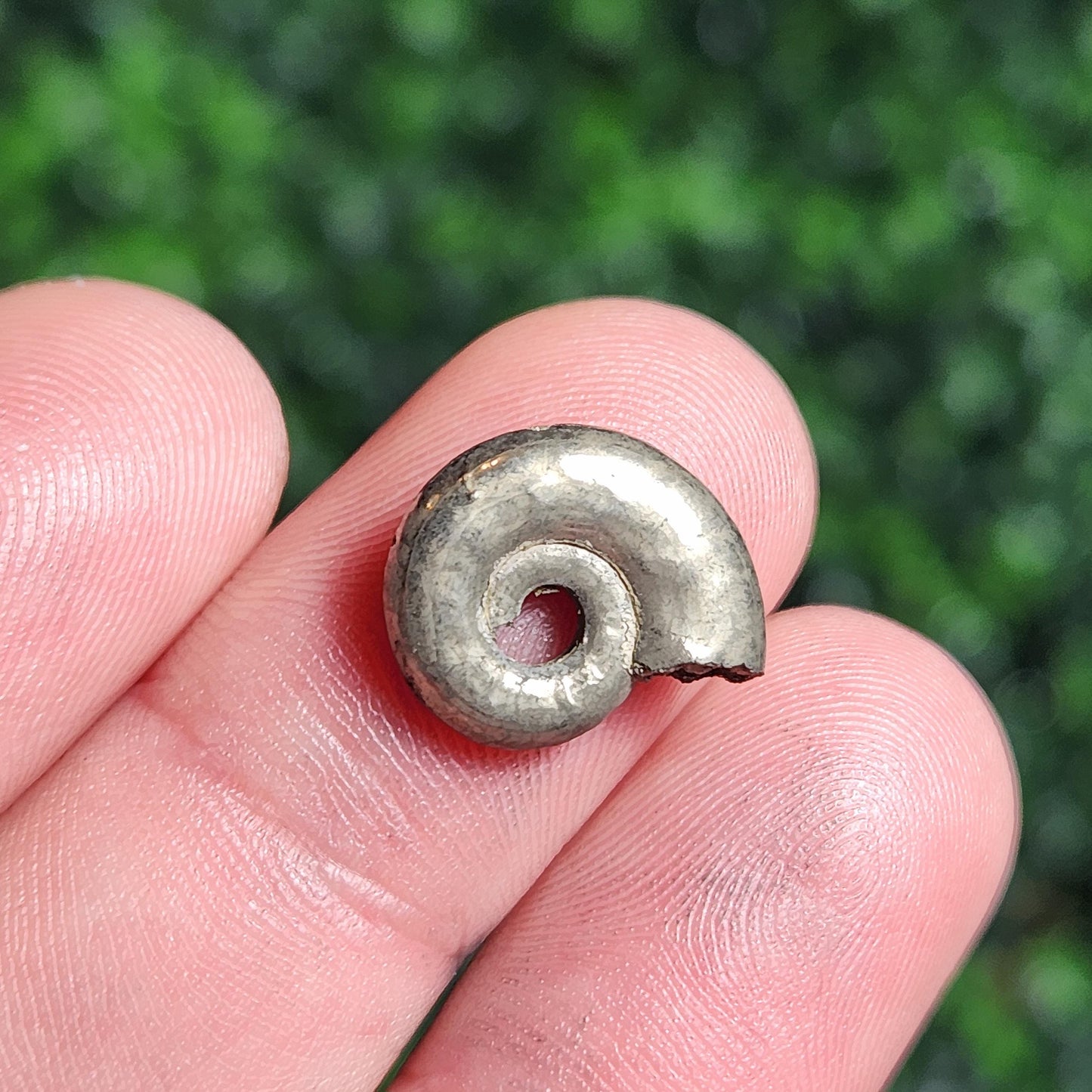 Pyrite Ammonite