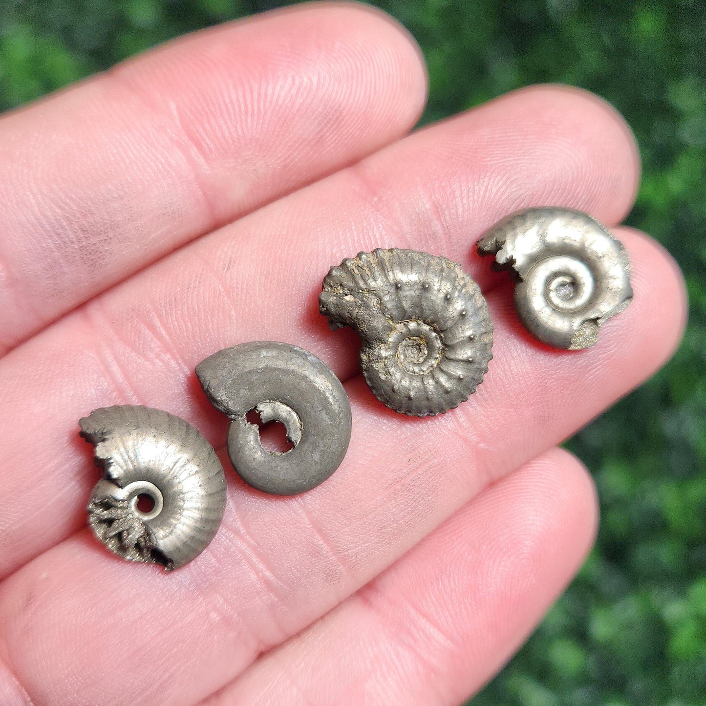 Pyrite Ammonite