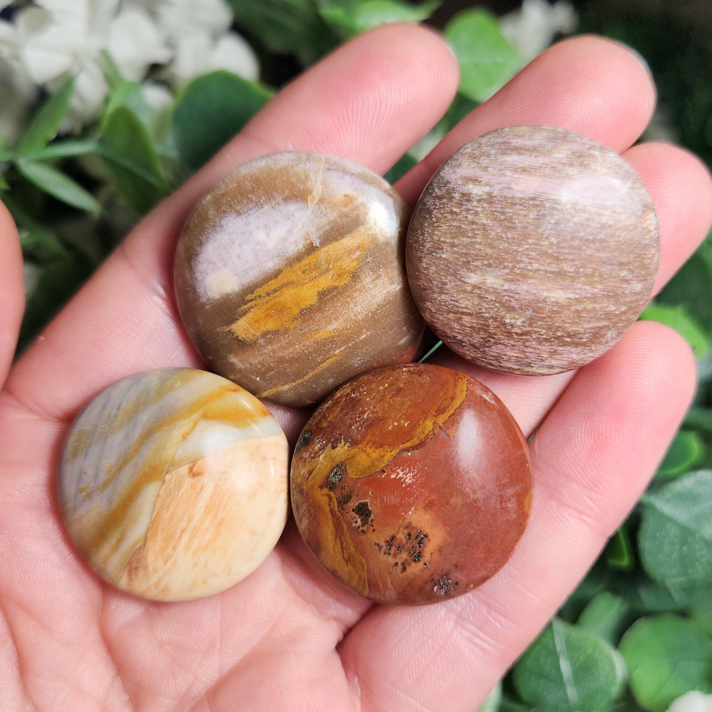 Petrified Wood Polished Specimen