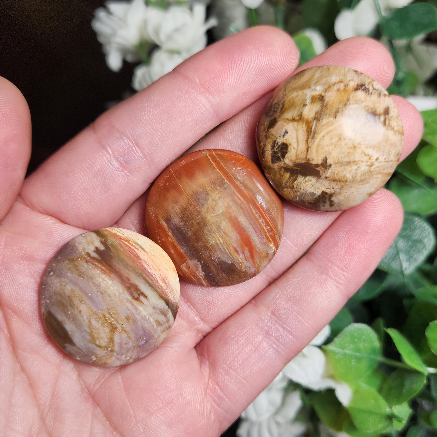 Petrified Wood Polished Specimen