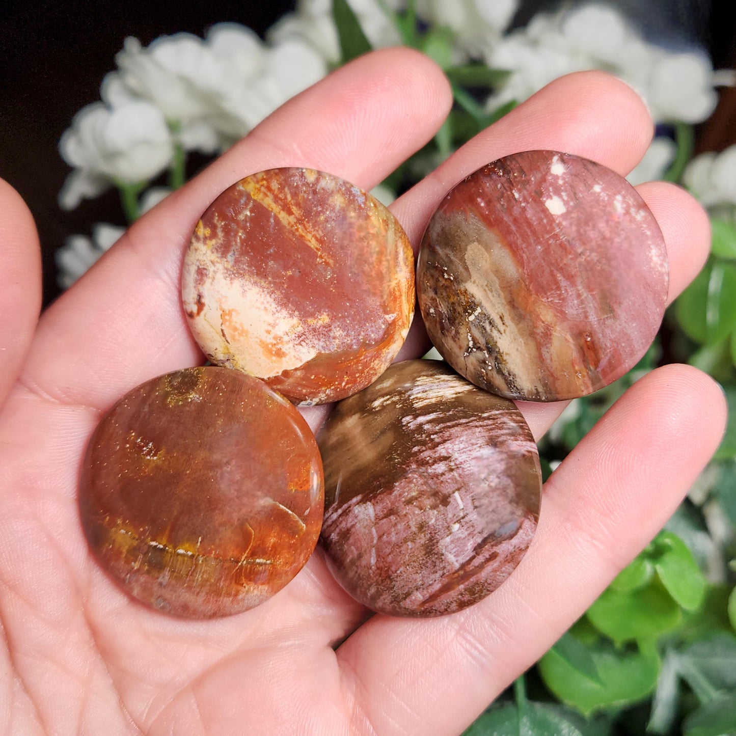 Petrified Wood Polished Specimen