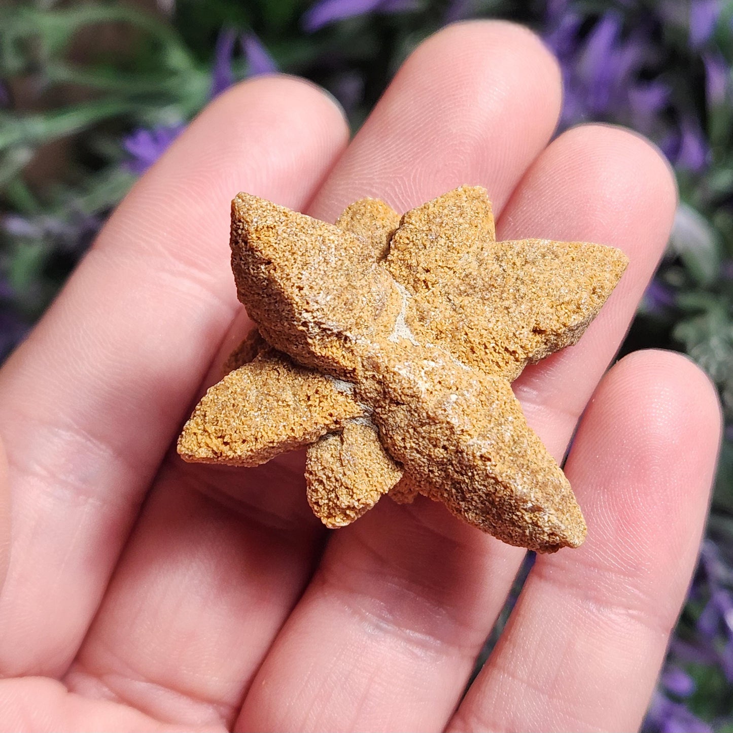 Glendonite Star