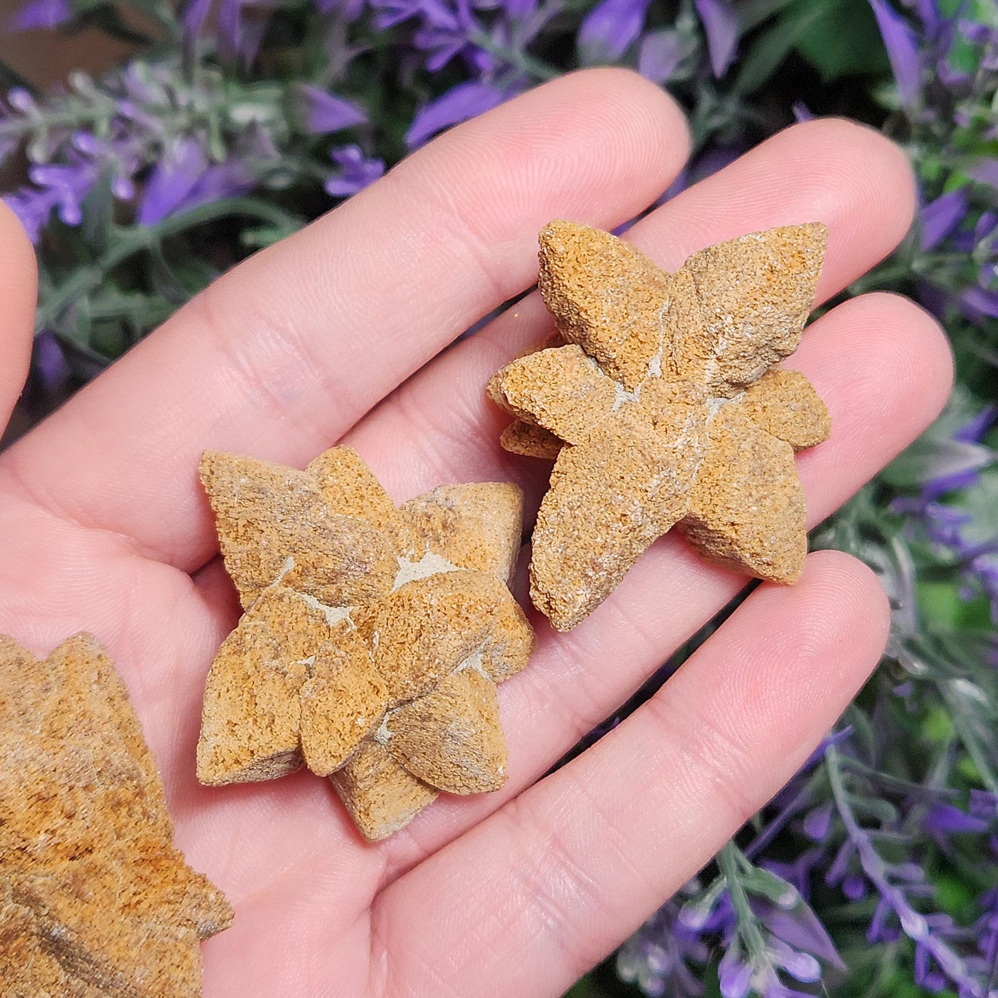Glendonite Star