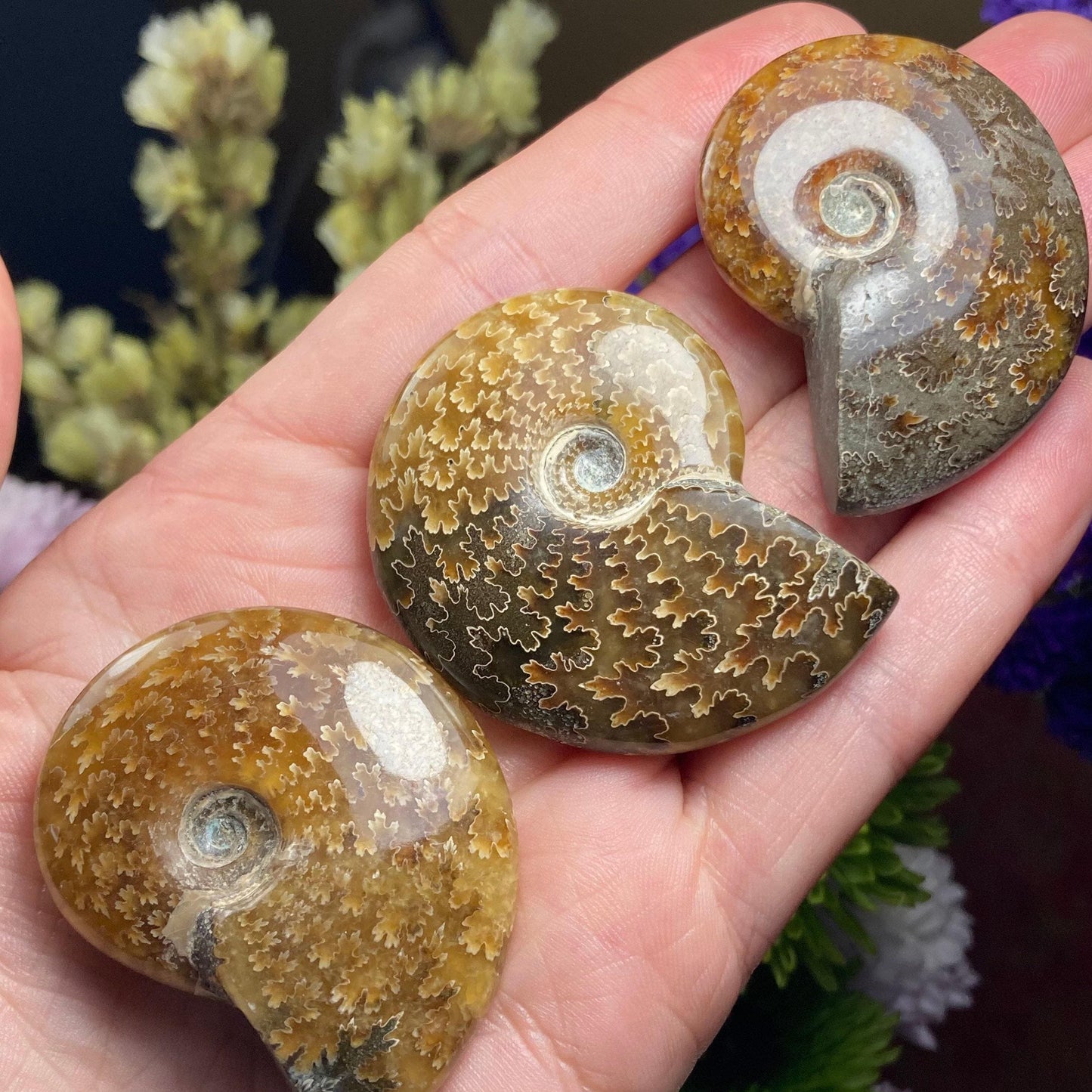 Ammonite Fossil