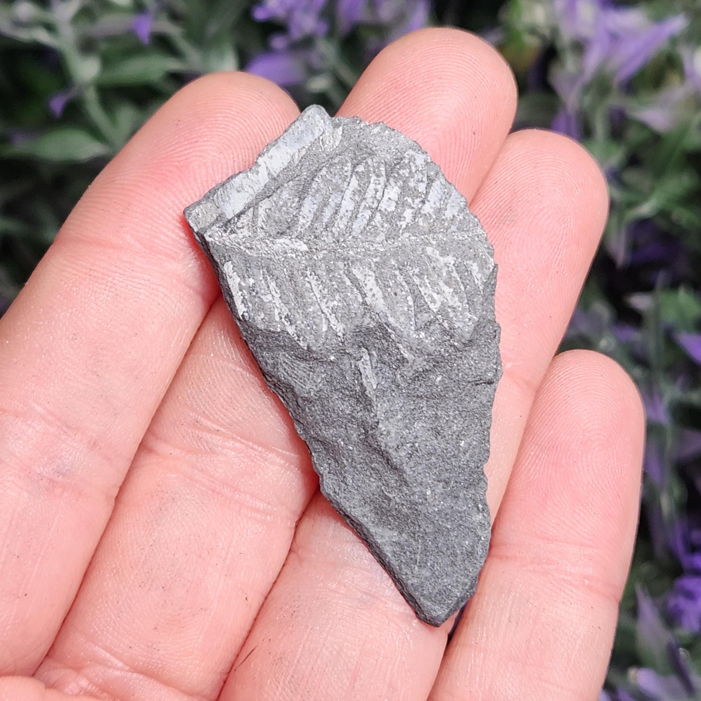 Fossilized Fern in Pennsylvania Shale
