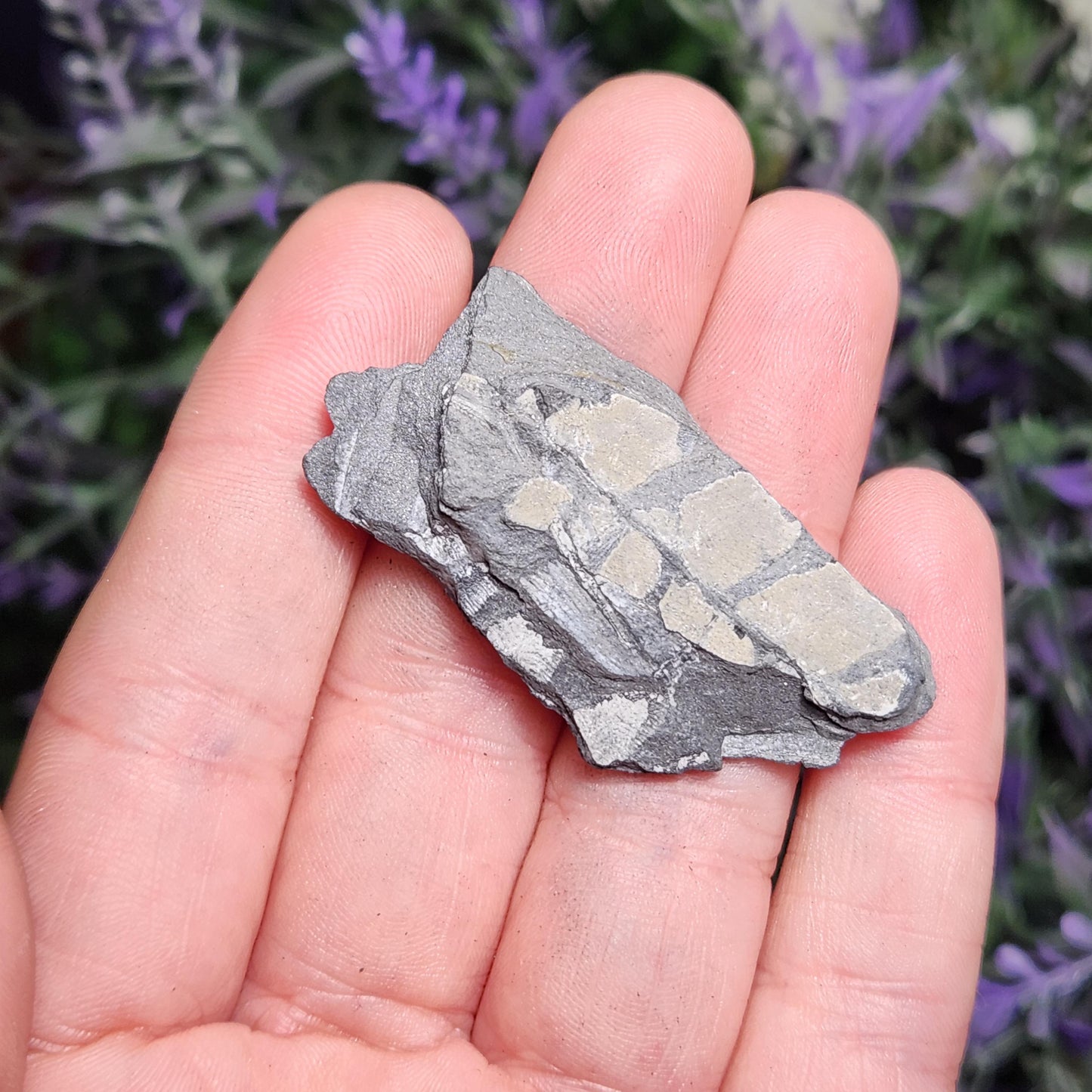 Fossilized Fern in Pennsylvania Shale