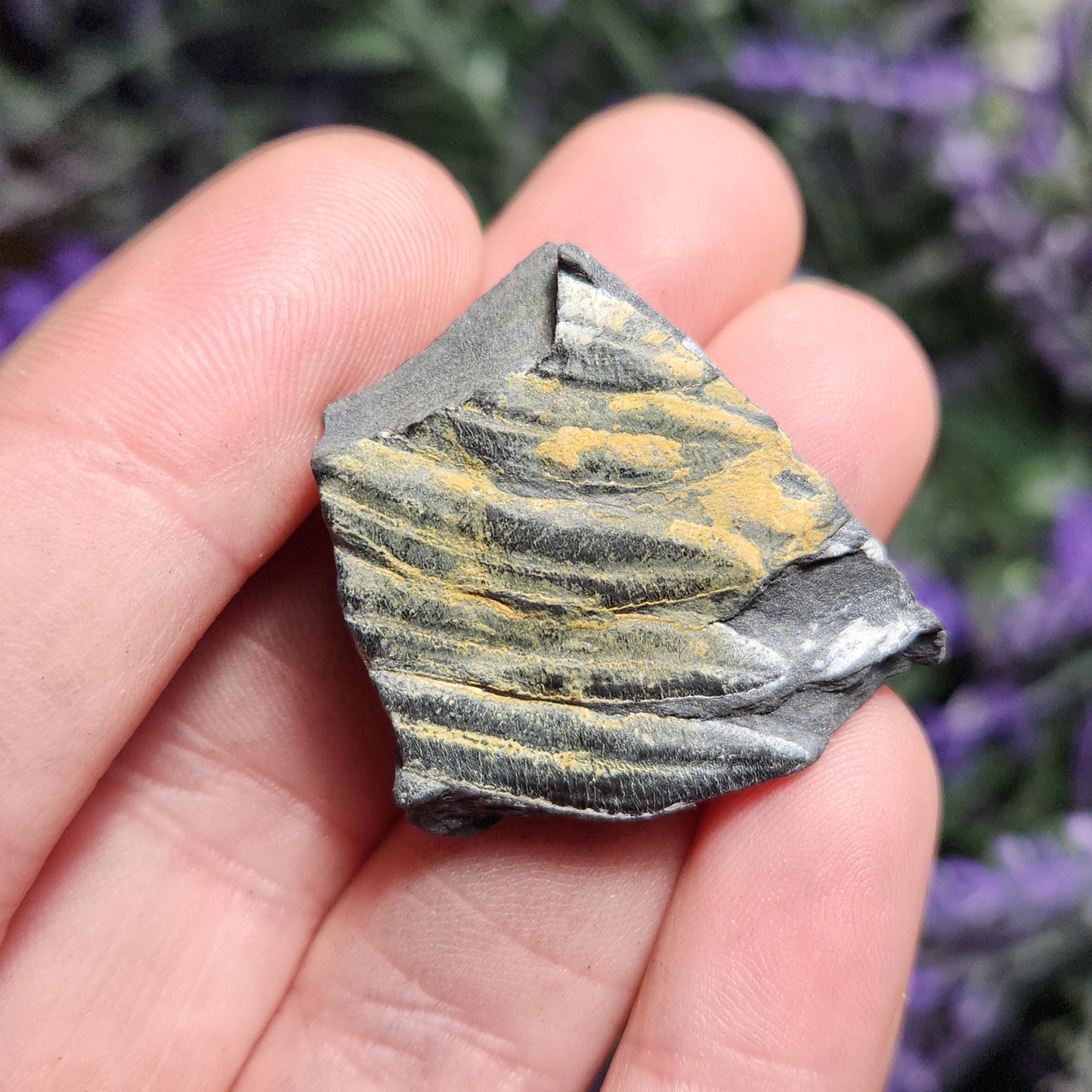 Fossilized Fern in Pennsylvania Shale