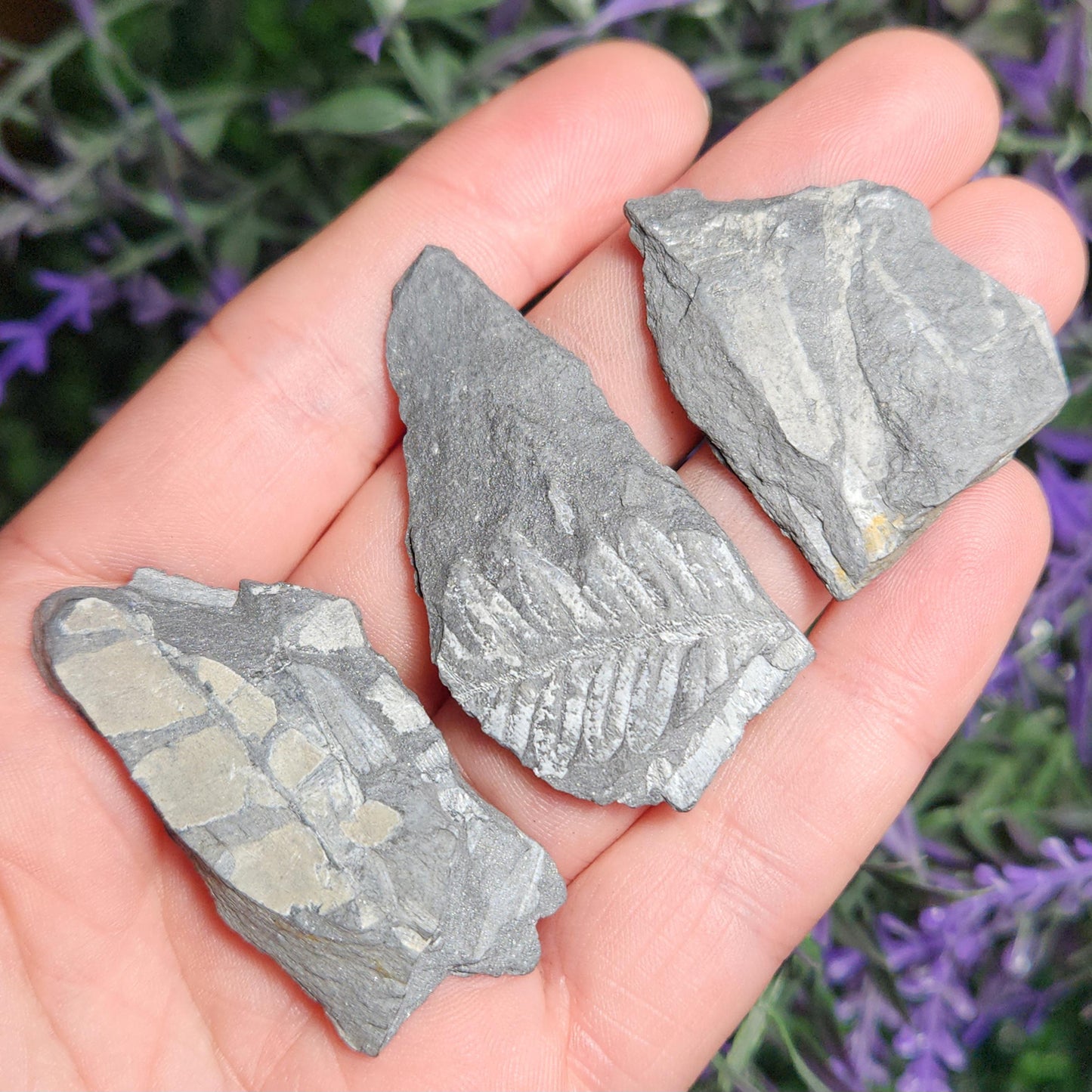 Fossilized Fern in Pennsylvania Shale