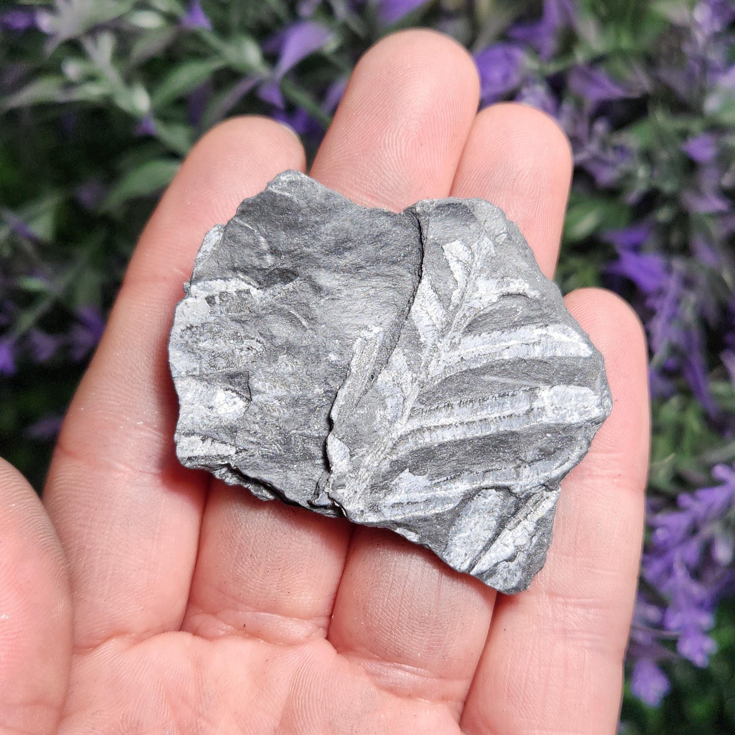 Fossilized Fern