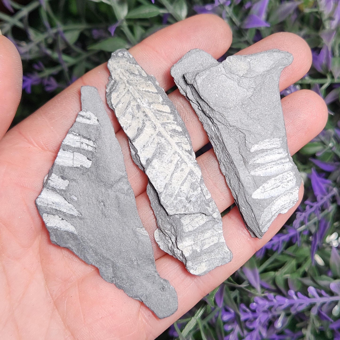 Fossilized Fern
