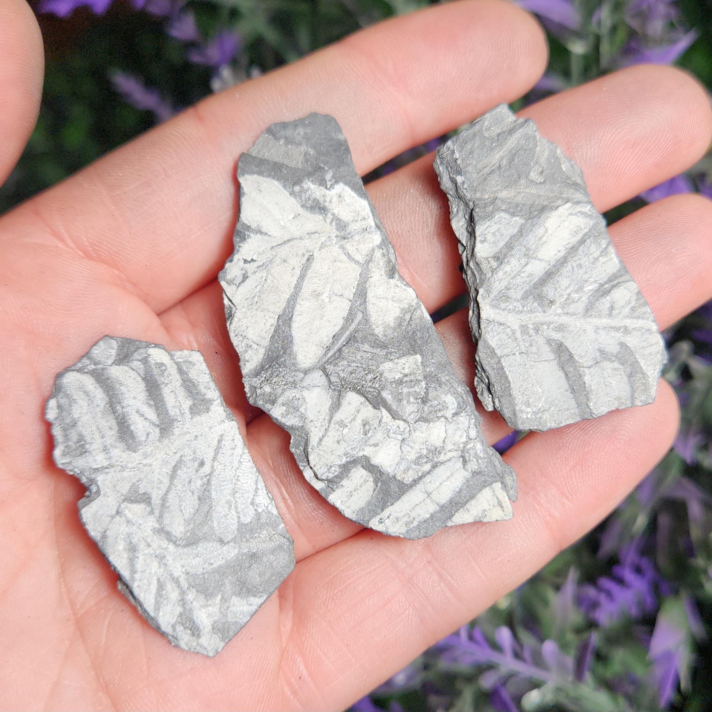 Fossilized Fern