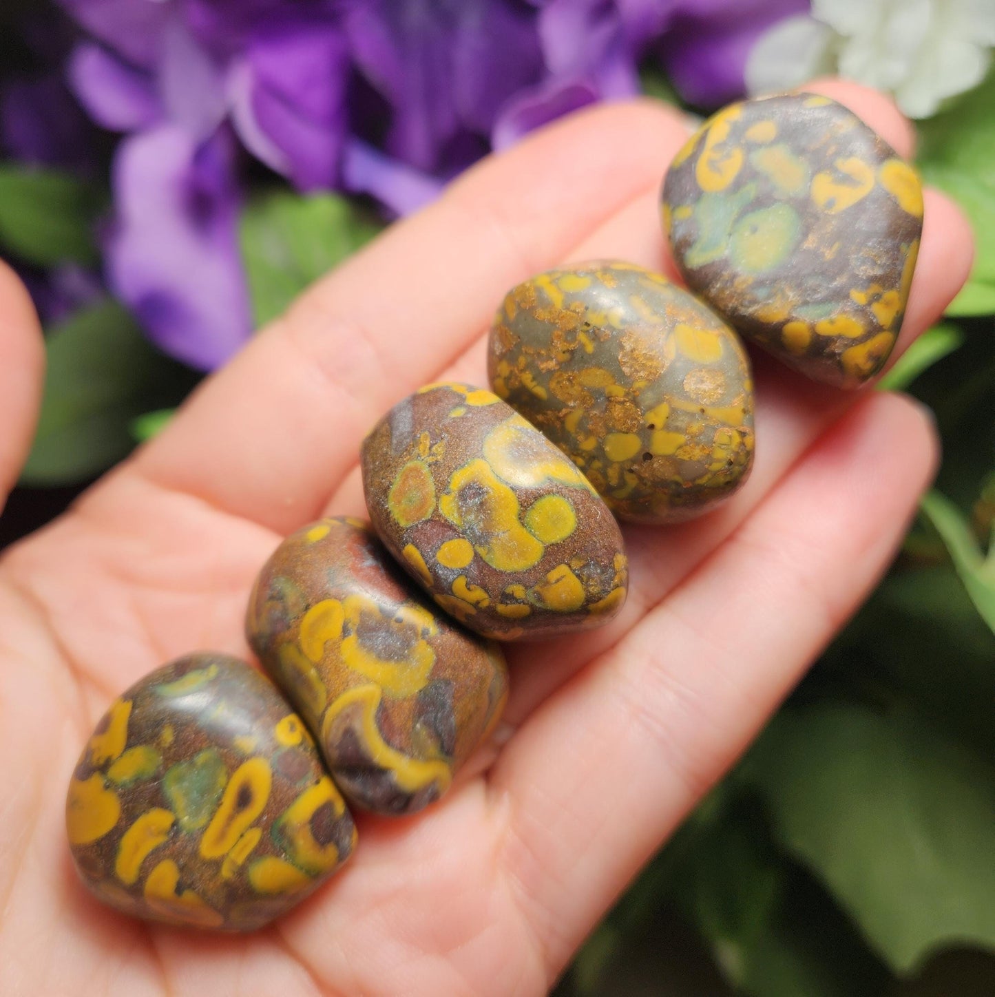 Ajooba Jasper